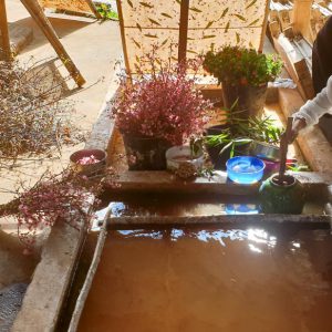 Myanmar, Pindaya – traditional – Shan paper production High-Quality Images & Videos The MCA Collection