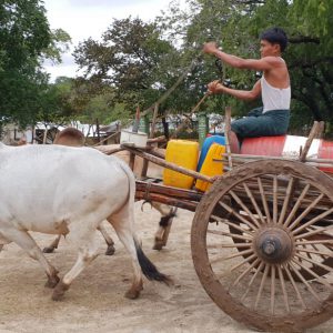 Myanmar, traditional – Bull wagon carrying water High-Quality Images & Videos The MCA Collection