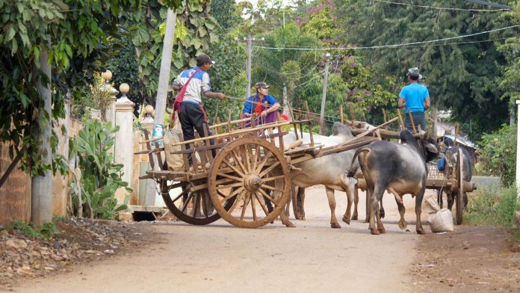Myanmar, traditional – Burmese Bull Carts High-Quality Images & Videos The MCA Collection