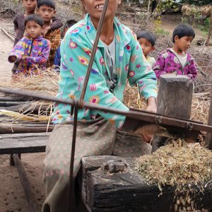 Myanmar, traditional  – Cutting hay for cattle High-Quality Images & Videos The MCA Collection
