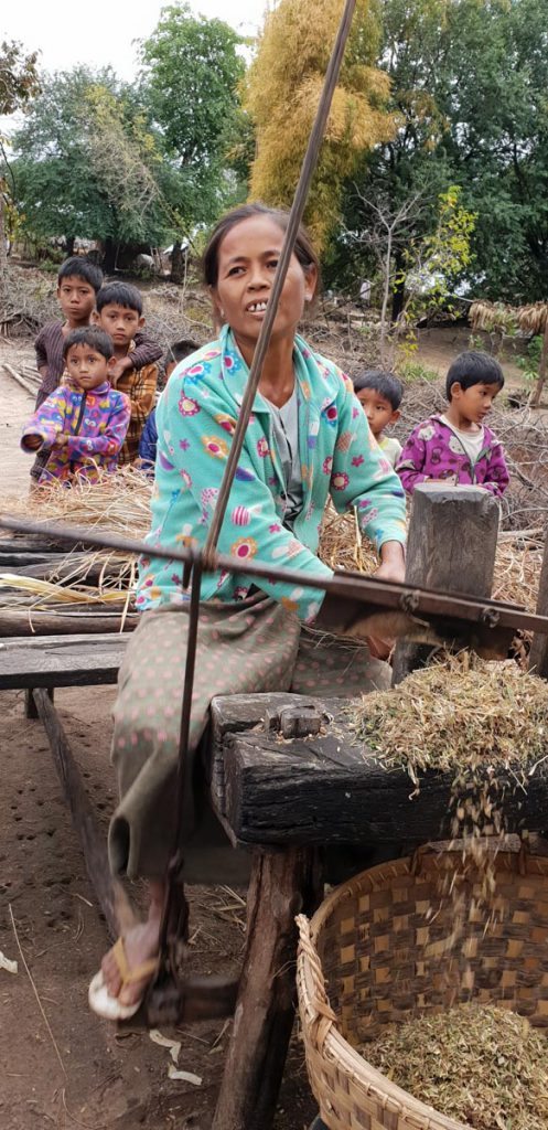 Myanmar, traditional  – Cutting hay for cattle High-Quality Images & Videos The MCA Collection