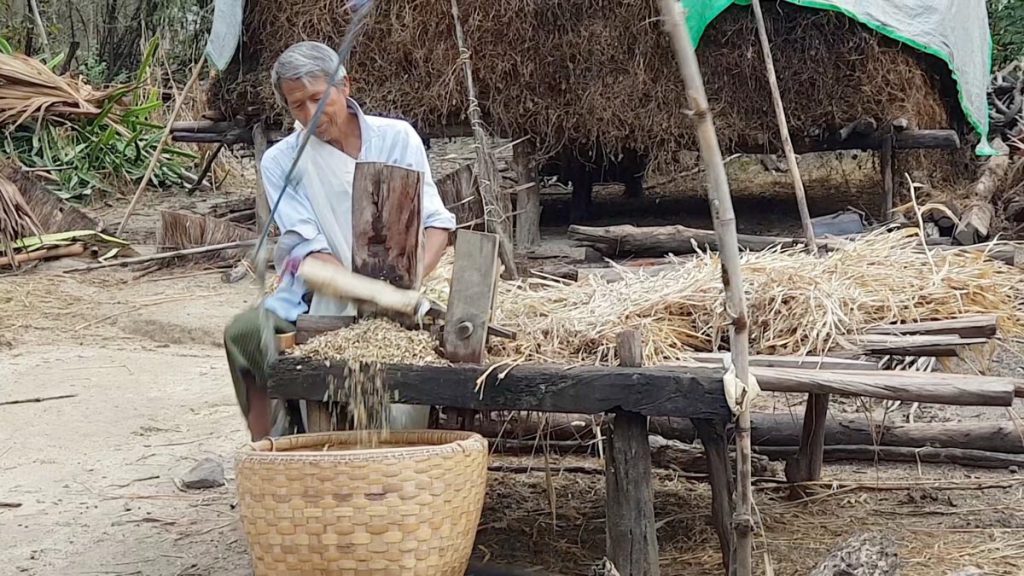 Myanmar, traditional  – Cutting hay for cattle2 High-Quality Images & Videos The MCA Collection