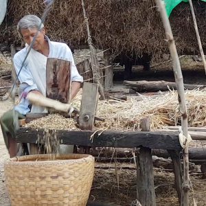 Myanmar, traditional  – Cutting hay for cattle2 High-Quality Images & Videos The MCA Collection