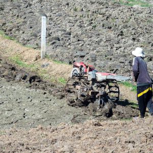 Myanmar, traditional – Field plowing High-Quality Images & Videos The MCA Collection