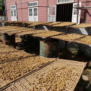 Myanmar, traditional – Inle Lake – Drying sweets from sugar cane Myanmar, traditional – Inle Lake – Drying sweets from sugar cane High-Quality Images & Videos The MCA Collection