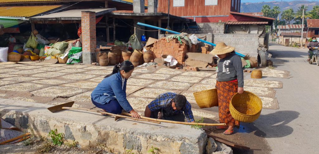 Myanmar, traditional – Inle Lake – Preparation of legumes High-Quality Images & Videos The MCA Collection