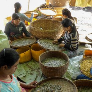 Myanmar, traditional – Inle Lake – Sorting nuclei High-Quality Images & Videos The MCA Collection