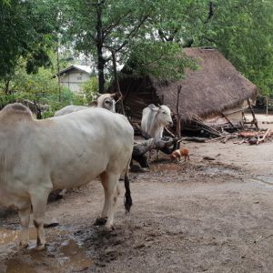 Myanmar, traditional – Local village High-Quality Images & Videos The MCA Collection