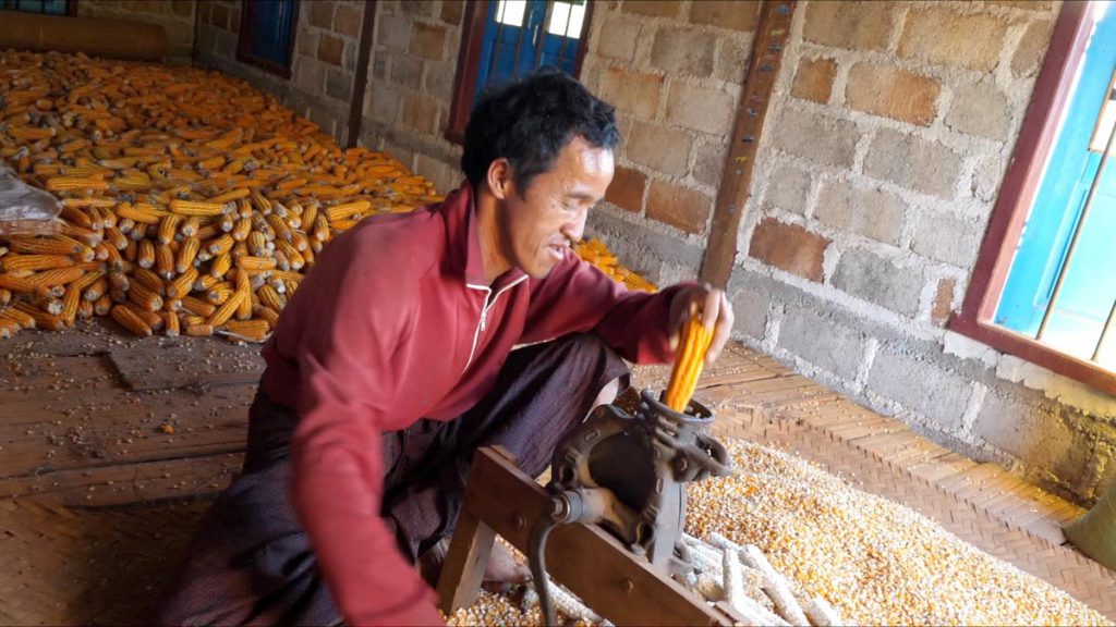 Myanmar, traditional – Preparation of corn kernels for animals High-Quality Images & Videos The MCA Collection