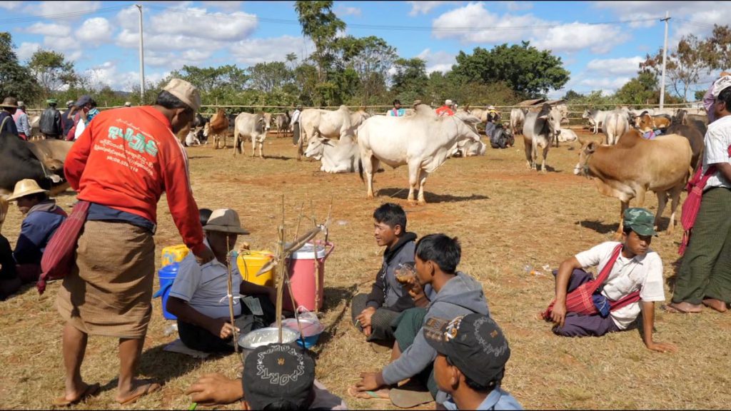 Myanmar, traditional cattle market High-Quality Images & Videos The MCA Collection