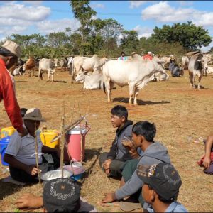 Myanmar, traditional cattle market High-Quality Images & Videos The MCA Collection
