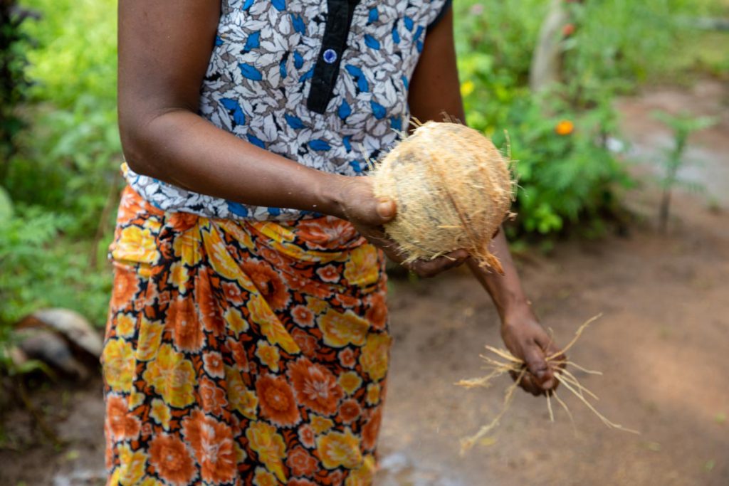 Sri Lanka, Traditional – A Sri Lankan woman opens a coconuts High-Quality Images & Videos The MCA Collection