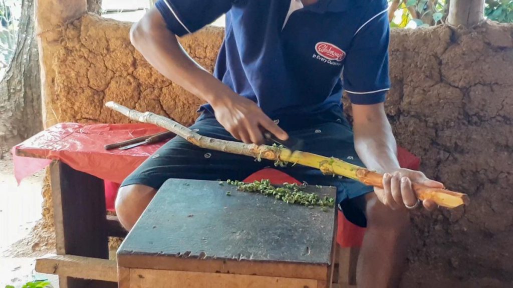 Sri Lanka, Traditional – Cinnamon production High-Quality Images & Videos The MCA Collection