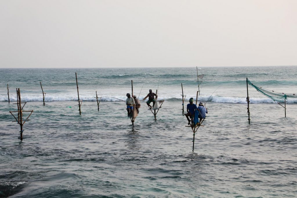Sri Lanka, Traditional – Stilt fishing High-Quality Images & Videos The MCA Collection