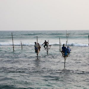 Sri Lanka, Traditional – Stilt fishing High-Quality Images & Videos The MCA Collection