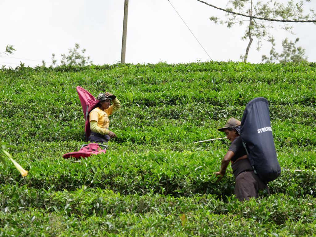 Sri Lanka, Traditional – Women picking tea leaves High-Quality Images & Videos The MCA Collection