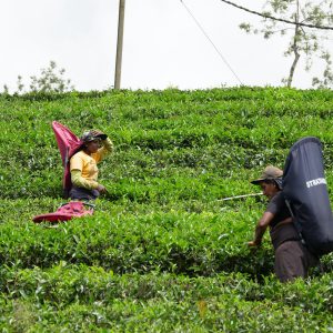 Sri Lanka, Traditional – Women picking tea leaves High-Quality Images & Videos The MCA Collection