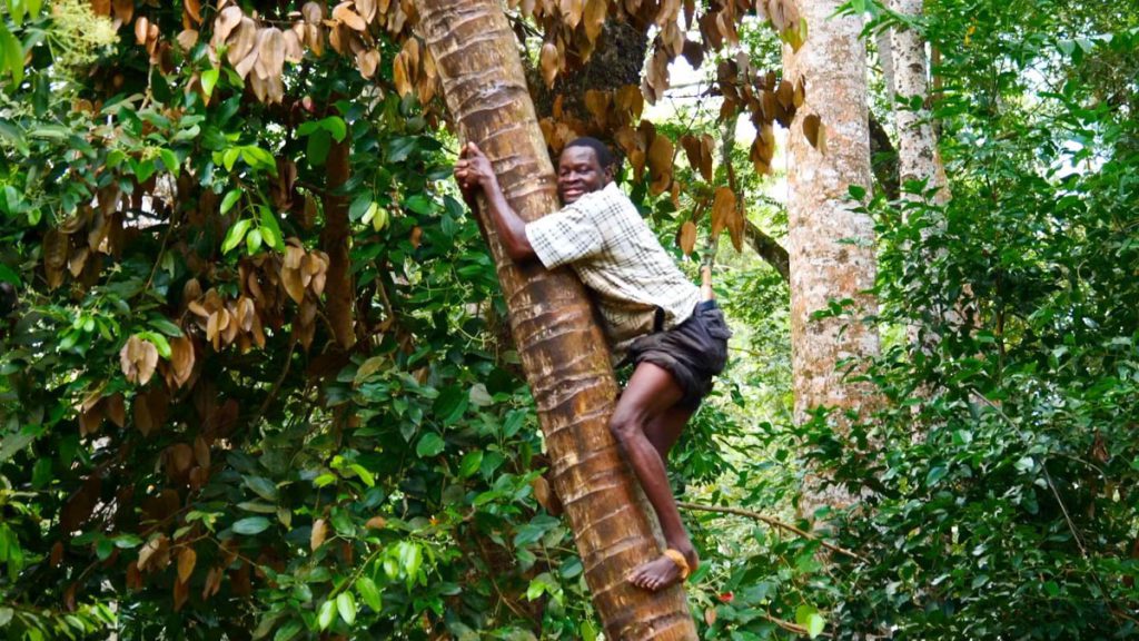 Zanzibar, Traditional – Picking Coconuts High-Quality Images & Videos The MCA Collection