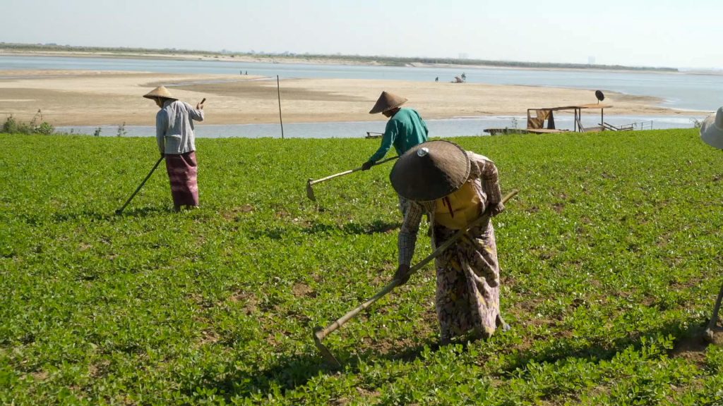 World – Traditional – Agriculture (00:20:32) High-Quality Images & Videos The MCA Collection