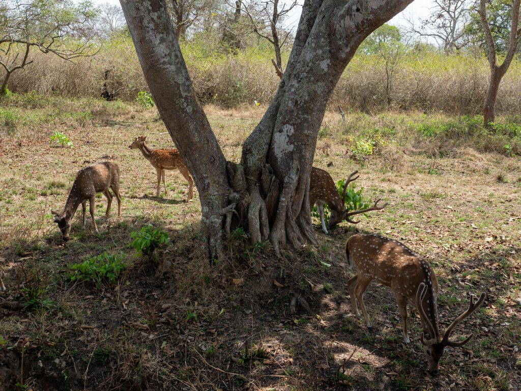 India, Karnataka, Bandipur National Park (00:01:58) High-Quality Images & Videos The MCA Collection