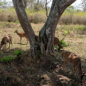 India, Karnataka, Bandipur National Park (00:01:58) High-Quality Images & Videos The MCA Collection