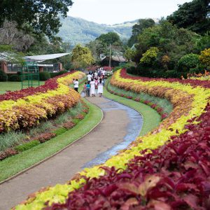Sri Lanka, Kandy – Royal Botanical Gardens (00:06:25) High-Quality Images & Videos The MCA Collection
