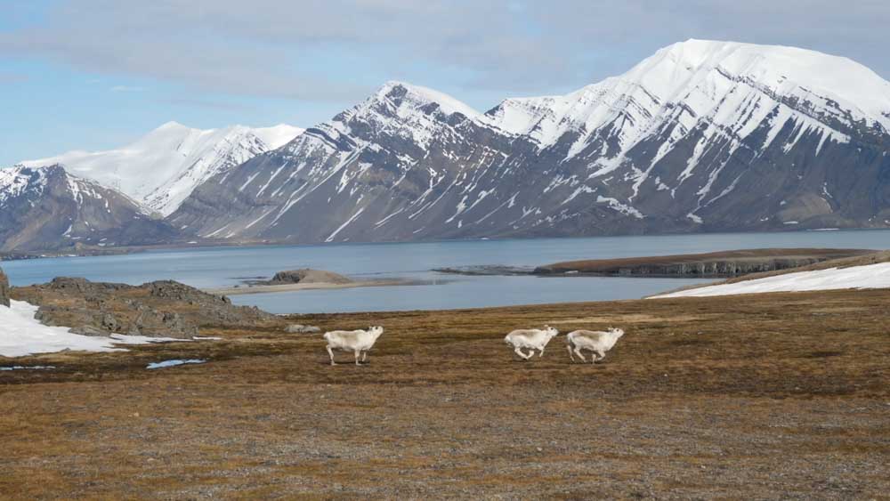 Spitsbergen, Animals in the Wild (00:07:05) High-Quality Images & Videos The MCA Collection