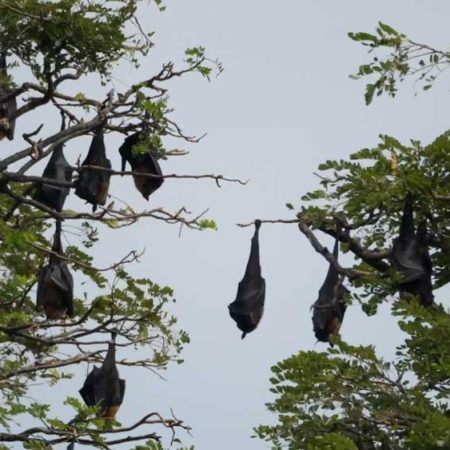 Sri Lanka, Tissamaharama, Tissa Lake - Fruit Bats (00:02:53)