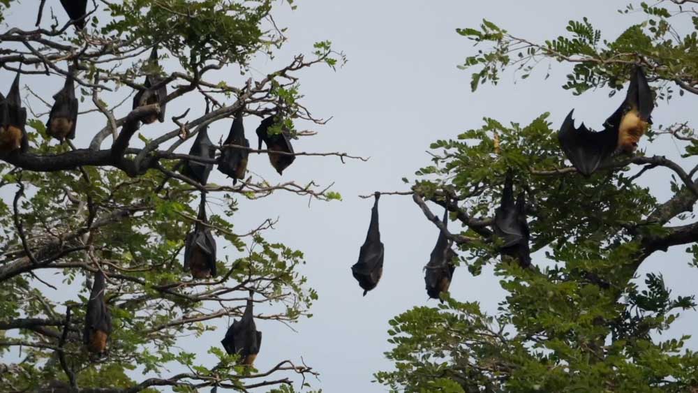 Sri Lanka, Tissamaharama, Tissa Lake – Fruit Bats (00:02:53) High-Quality Images & Videos The MCA Collection