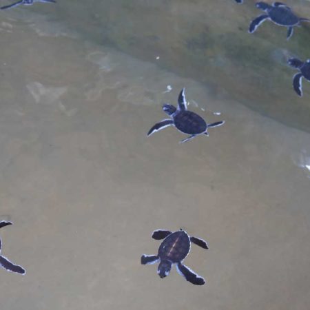 Sri Lanka, Sea Turtle Farm (00:02:11)