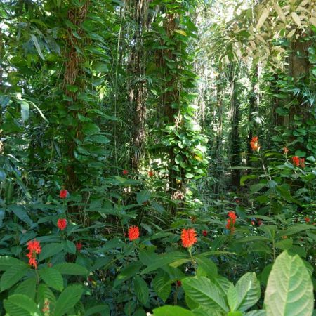 Sri Lanka, Udawattakele rainforest (00:02:49)