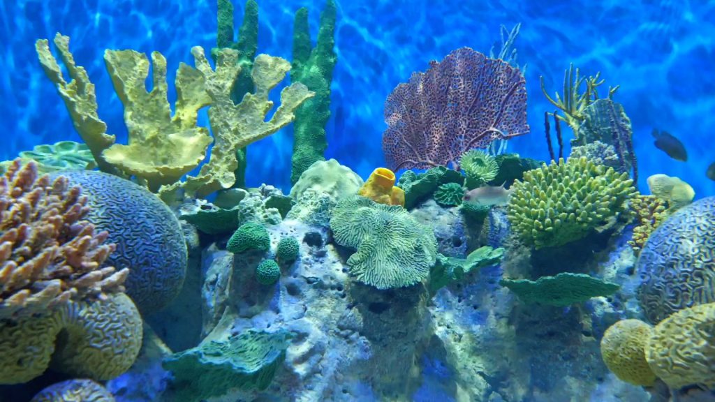 Brazil, Rio de Janeiro Aquarium (00:03:21) High-Quality Images & Videos The MCA Collection