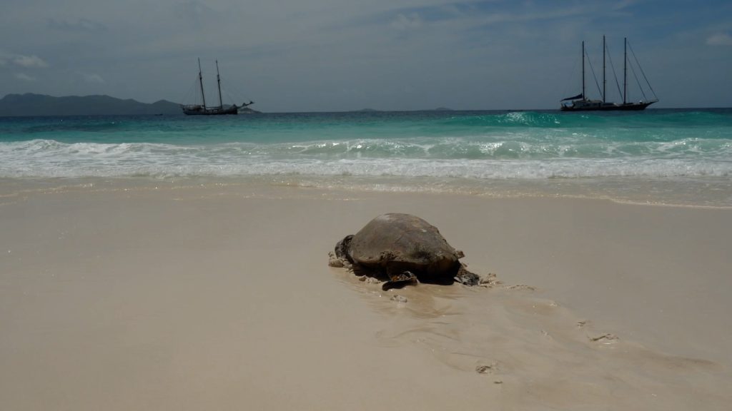 Ceychelles, Wildlife (00:04:44) High-Quality Images & Videos The MCA Collection