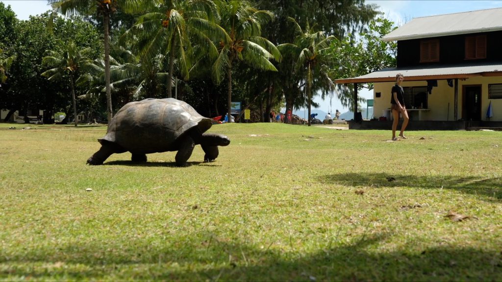 Ceychelles, Turtles reservation (00:01:01) High-Quality Images & Videos The MCA Collection