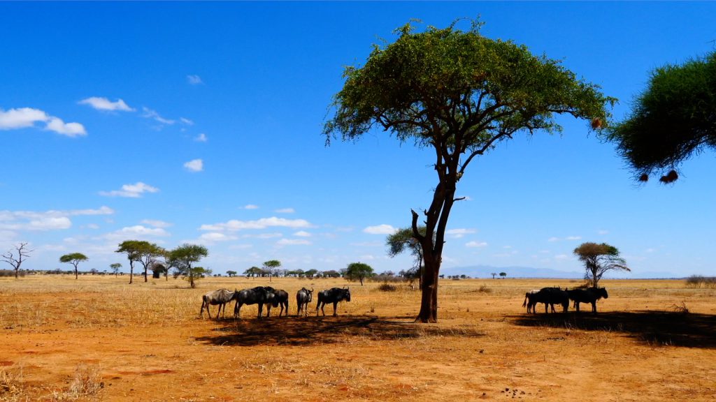 Tanzania, Tarangire National Park (00:08:19) High-Quality Images & Videos The MCA Collection