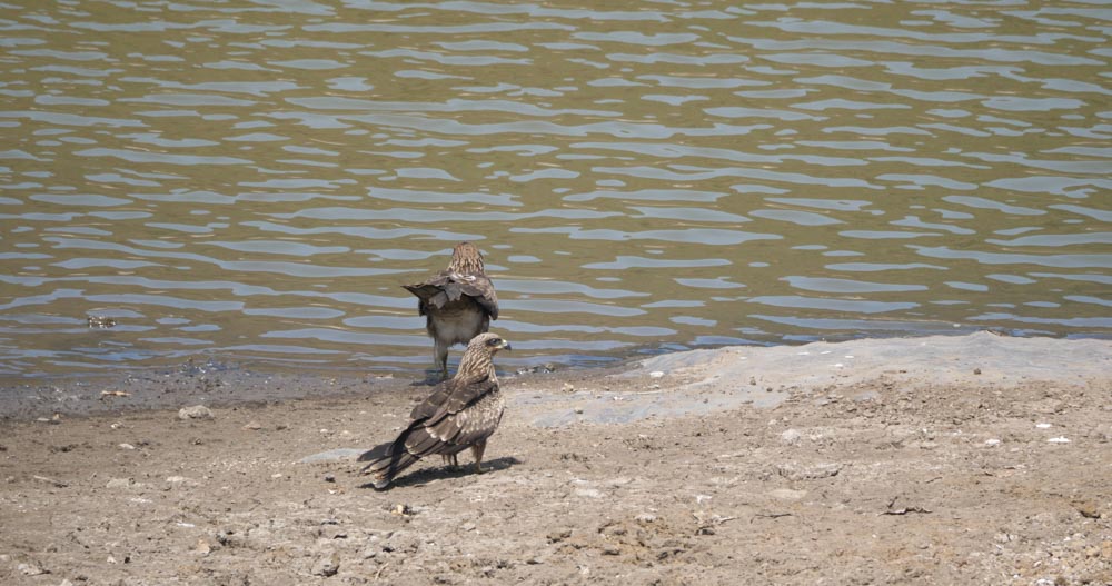 India, Maharashtra, Elephanta Island (Gharapuri) – Black Kite High-Quality Images & Videos The MCA Collection