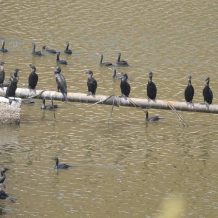 India, Maharashtra, Elephanta Island (Gharapuri) - Cormorants
