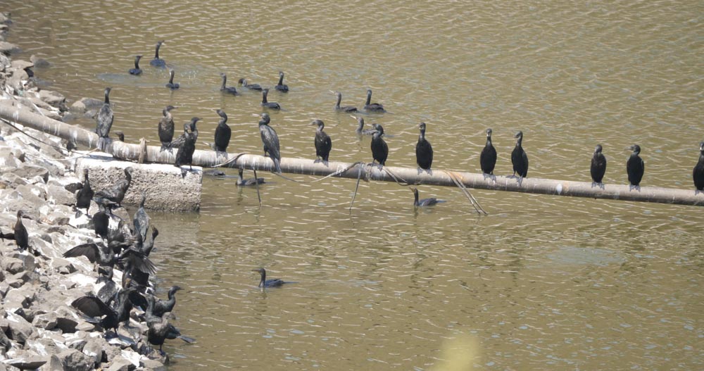 India, Maharashtra, Elephanta Island (Gharapuri) – Cormorants High-Quality Images & Videos The MCA Collection