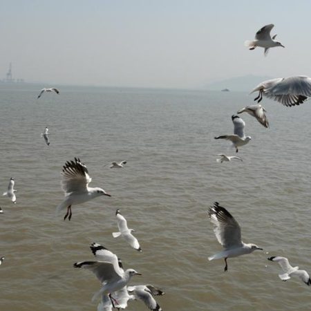 India, Maharashtra, Elephanta Island (Gharapuri) - Seagulls