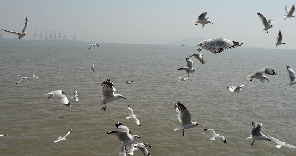 India, Maharashtra, Elephanta Island (Gharapuri) – Seagulls High-Quality Images & Videos The MCA Collection